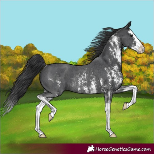 Horse Color:Black Sabino Splash Rabicano