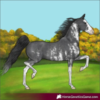 Horse Color:Black Sabino Splash Rabicano