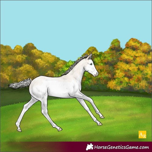 Horse Color:Silver Classic Champagne Roan Dun Splash Rabicano 