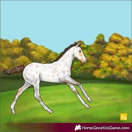 Horse Color:Sable Cream Champagne Dun Appaloosa Rabicano 