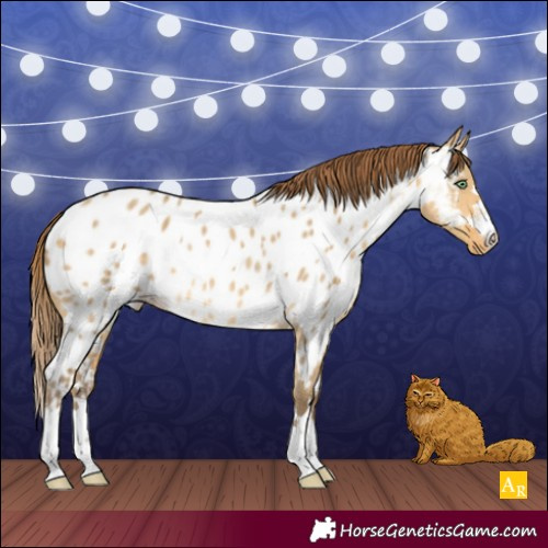 Horse Color:Sable Cream Champagne Dun Appaloosa Rabicano 