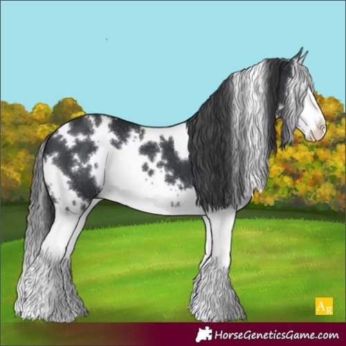 Horse Color:White Spotted Black Splash