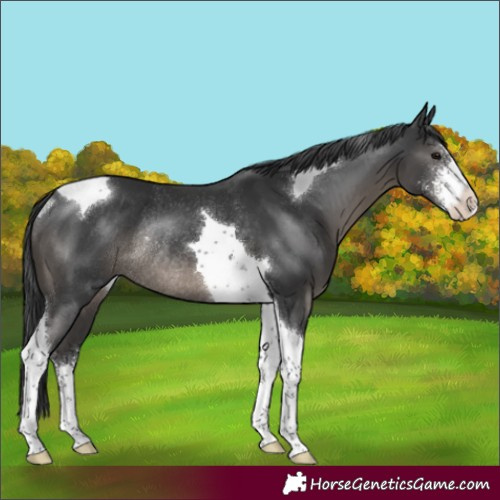 Horse Color:Black Sabino Tobiano Rabicano 