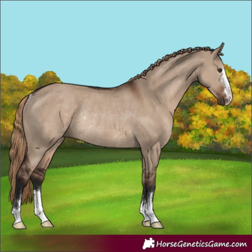 Horse Color:Liver Red Dun Rabicano