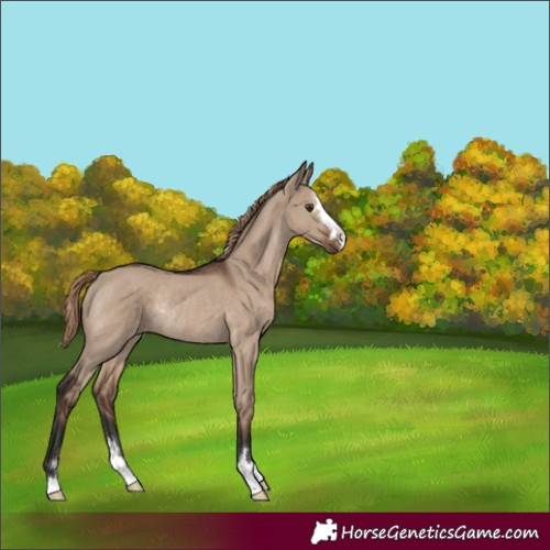 Horse Color:Liver Red Dun Rabicano