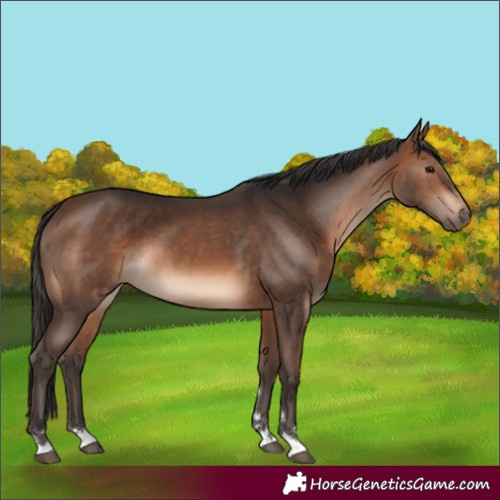 Horse Color:Brown 