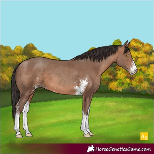 Horse Color:Sable Champagne Sabino 