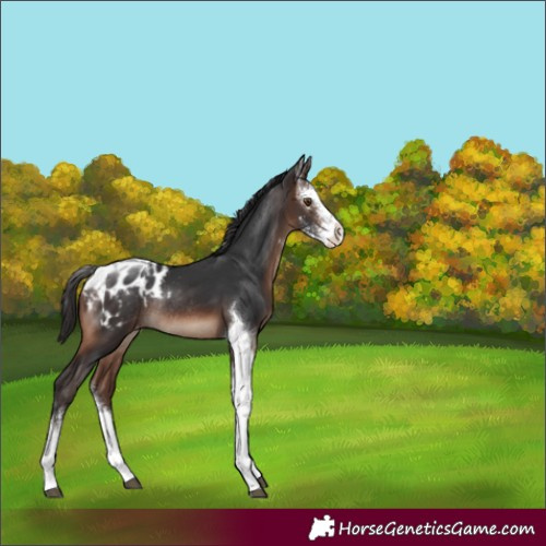 Horse Color:Brown Sabino Tobiano Appaloosa Rabicano 