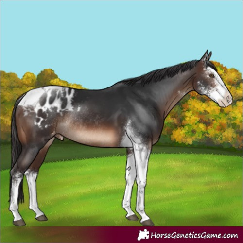 Horse Color:Brown Sabino Tobiano Blanket Rabicano
