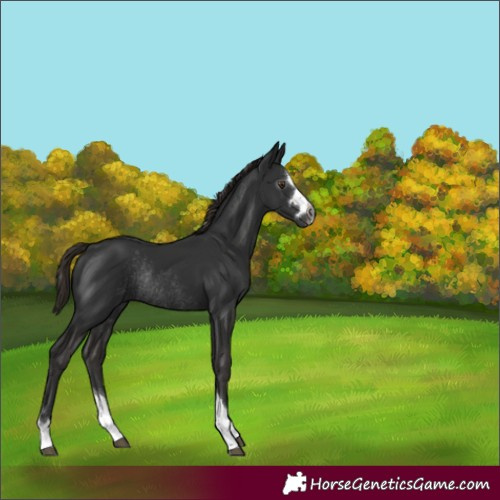 Horse Color:Gray Liver Chestnut Rabicano