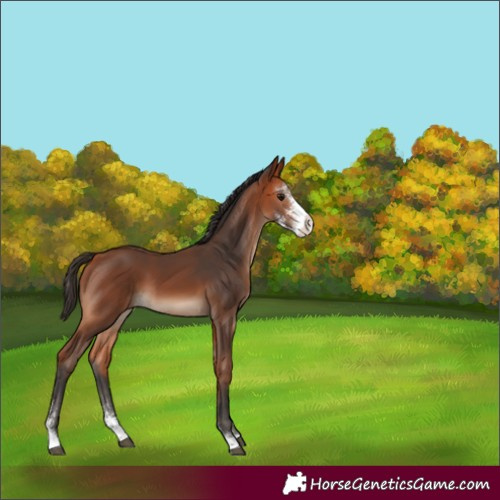 Horse Color:Bay Sabino 