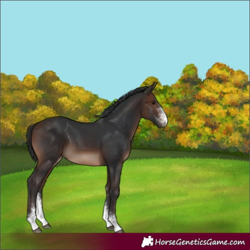 Horse Color:Brown Sabino 