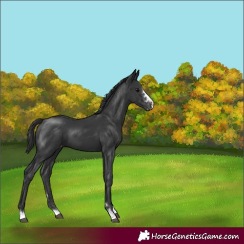Horse Color:Black Appaloosa