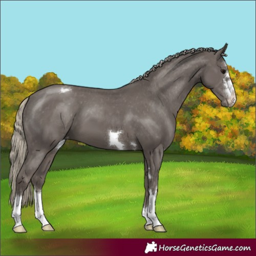 Horse Color:Silver Smoky Black Appaloosa