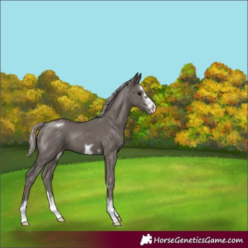 Horse Color:Silver Smoky Black Appaloosa 