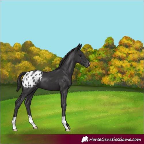 Horse Color:Smoky Black Appaloosa 