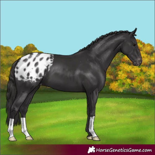 Horse Color:Smoky Black Appaloosa 