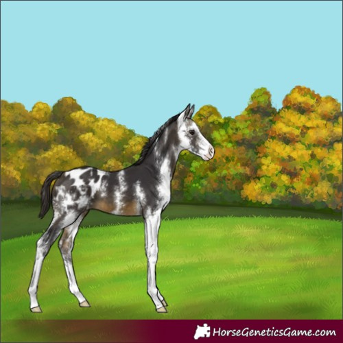 Horse Color:Buckskin Sabino Appaloosa 