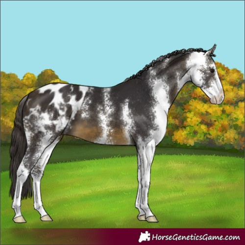 Horse Color:Buckskin Sabino Appaloosa