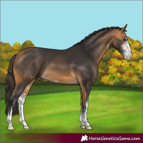 Horse Color:Buckskin Sabino 