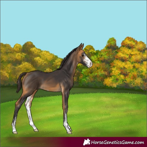 Horse Color:Buckskin Sabino 