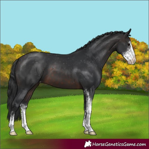 Horse Color:Brown Sabino Varnish 