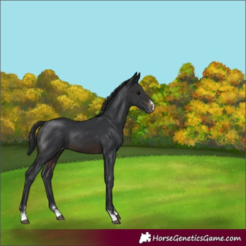 Horse Color:Brown Appaloosa