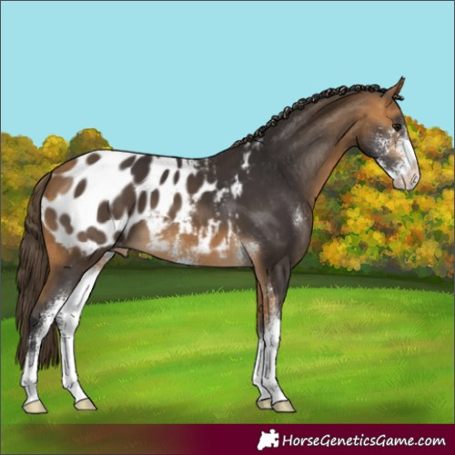 Horse Color:Buckskin Sabino Blanket 