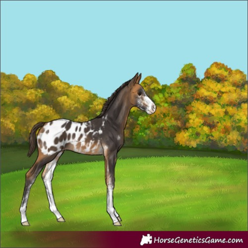 Horse Color:Buckskin Sabino Appaloosa