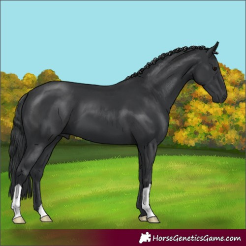 Horse Color:Black 