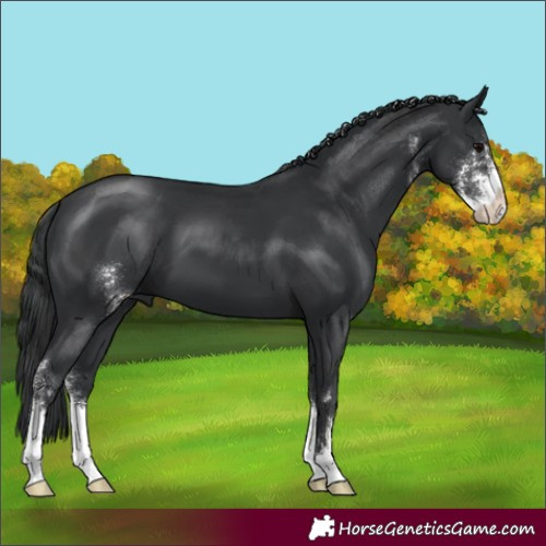 Horse Color:Black Sabino 