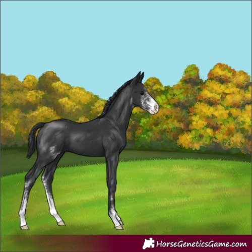Horse Color:Black Sabino