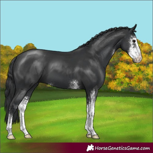 Horse Color:Black Sabino 