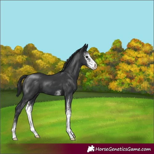 Horse Color:Black Sabino 