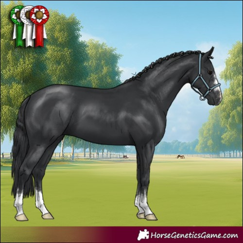 Horse Color:Black 