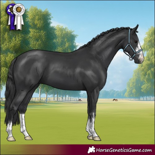 Horse Color:Black 