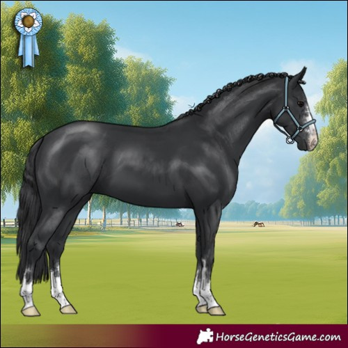 Horse Color:Black 