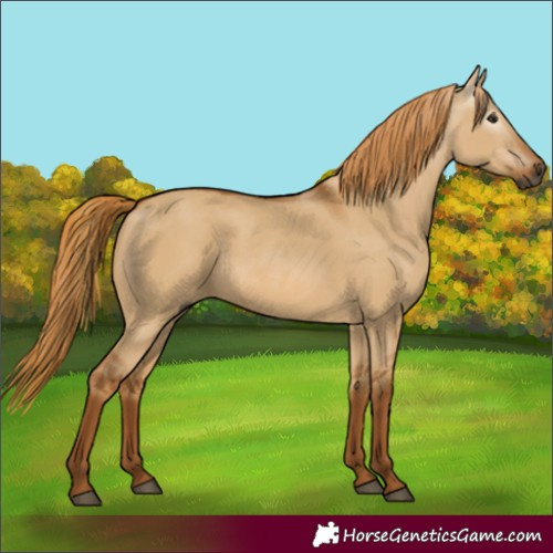 Horse Color:Gray Red Dun 