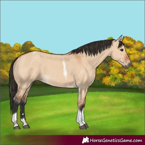 Horse Color:Bay Dun Tobiano 