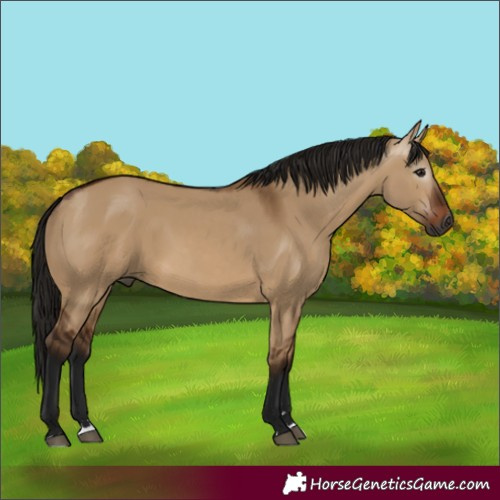 Horse Color:Gray Bay Dun 