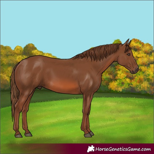 Horse Color:Chestnut Rabicano 
