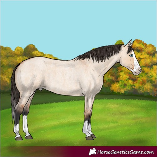 Horse Color:Bay Roan Dun Splash 