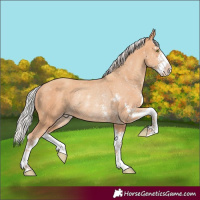 Horse Color:Silver Amber Champagne Sabino Rabicano 