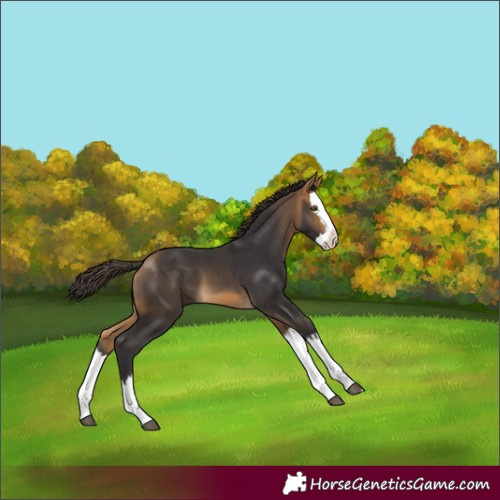 Horse Color:Buckskin Splash 