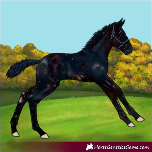 Horse Color:ERROR: UNKNOWN ANOMALY