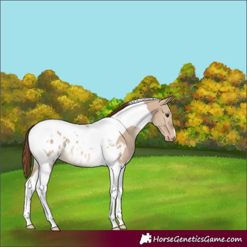Horse Color:Red Dun Tobiano Appaloosa