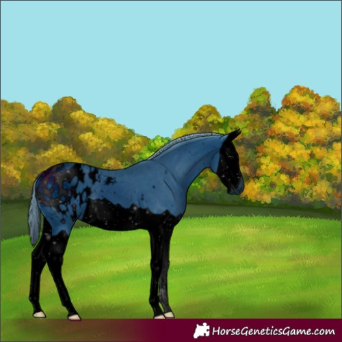 Horse Color:ERROR: UNKNOWN ANOMALY