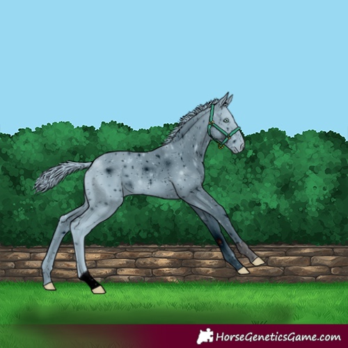 Horse Color:ERROR: UNKNOWN ANOMALY