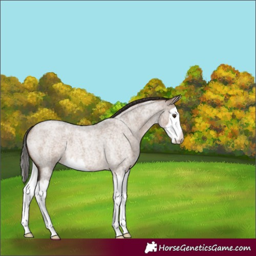 Horse Color:Liver Red Dun Roan Splash 