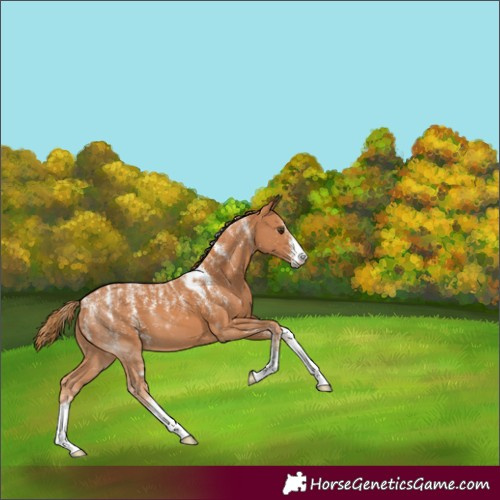 Horse Color:Powder White Chestnut 